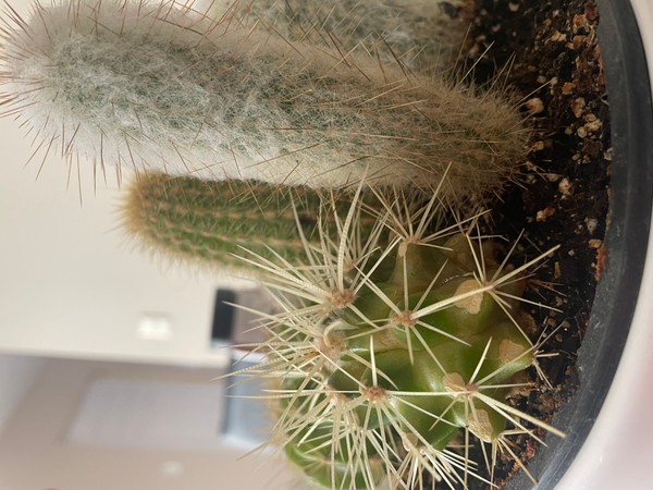 Cactus