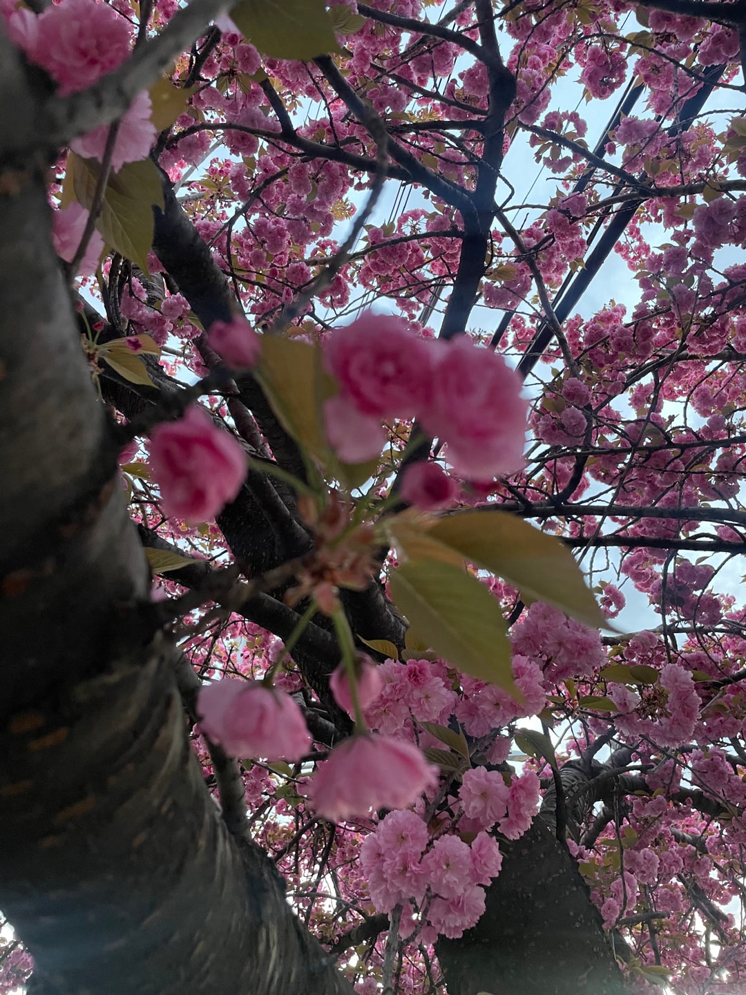 Flower tree