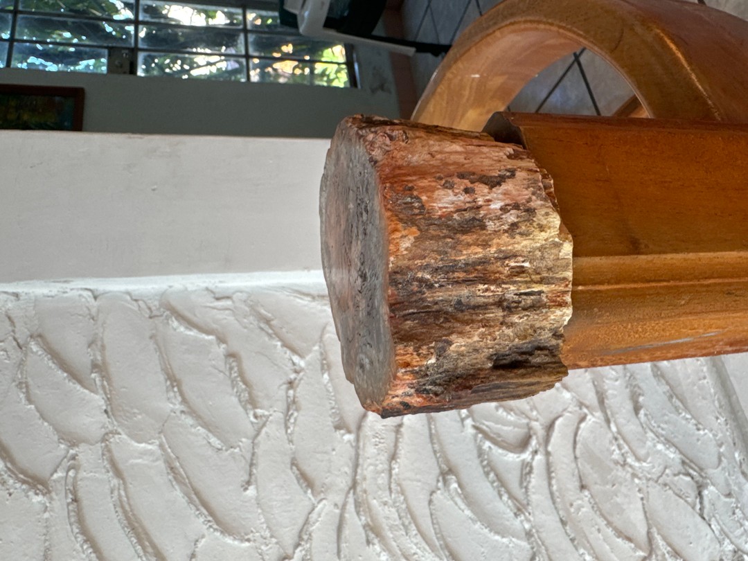 tronco de árbol petrificado